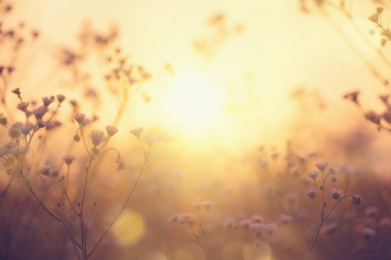 Nature backdrop. Beautiful Meadow with wild flowers over sunset sky. Beauty nature field background with sun flare. Easter nature backdrop