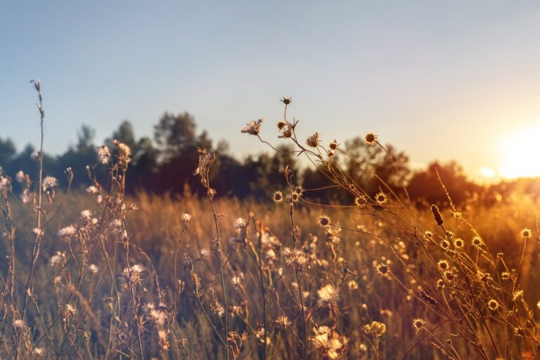 Abstract warm landscape of dry wildflower and grass meadow on warm golden hour sunset or sunrise time. Tranquil autumn fall nature field background